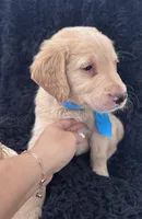 Light Blue Boy , a male Golden Retriever for sale in Orlando, FL – Photo 5 of 5