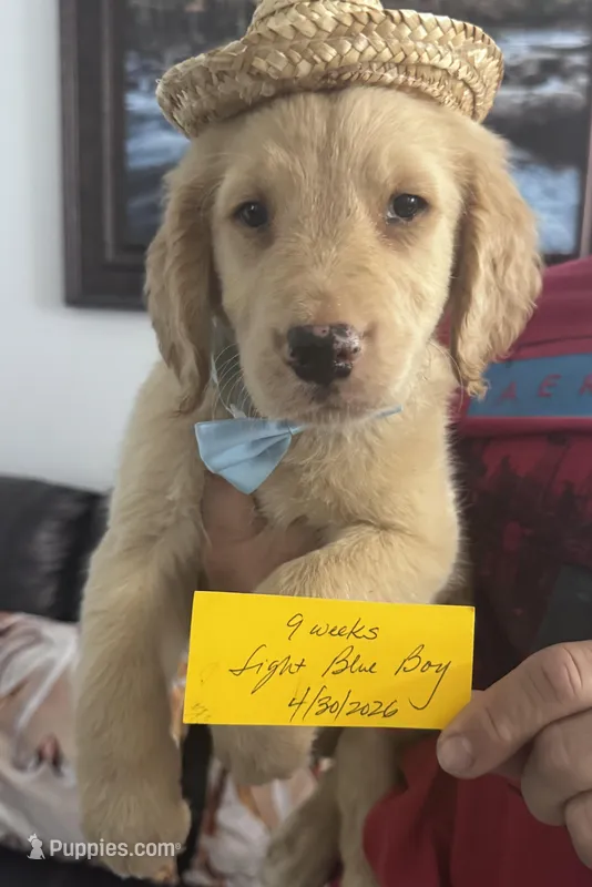 Light Blue Boy  – Golden Retriever puppy for sale in Orlando, FL