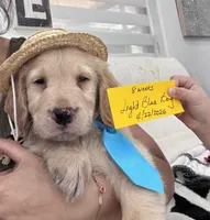 Light Blue Boy , a male Golden Retriever for sale in Orlando, FL – Photo 2 of 5