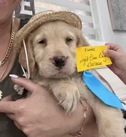 Light Blue Boy , a male Golden Retriever for sale in Orlando, FL – Photo 1 of 5