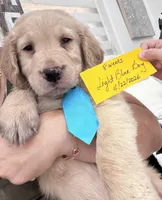 Light Blue Boy , a male Golden Retriever for sale in Orlando, FL – Photo 3 of 5