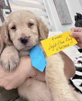 Light Blue Boy , a male Golden Retriever for sale in Orlando, FL – Photo 4 of 5