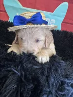 Dark Blue boy , a male Golden Retriever for sale in Orlando, FL – Photo 5 of 6