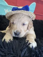 Dark Blue boy , a male Golden Retriever for sale in Orlando, FL – Photo 6 of 6