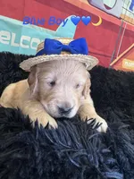 Dark Blue boy , a male Golden Retriever for sale in Orlando, FL – Photo 4 of 6