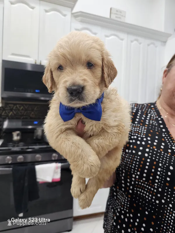 Dark Blue boy  – Golden Retriever puppy for sale in Orlando, FL