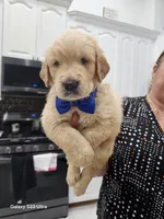 Dark Blue boy , a male Golden Retriever for sale in Orlando, FL – Photo 1 of 6