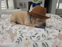 Dark Blue boy , a male Golden Retriever for sale in Orlando, FL – Photo 3 of 3