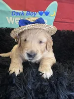 Dark Blue boy , a male Golden Retriever for sale in Orlando, FL – Photo 3 of 6