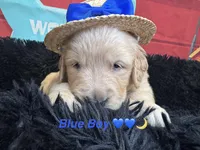 Dark Blue boy , a male Golden Retriever for sale in Orlando, FL – Photo 2 of 6