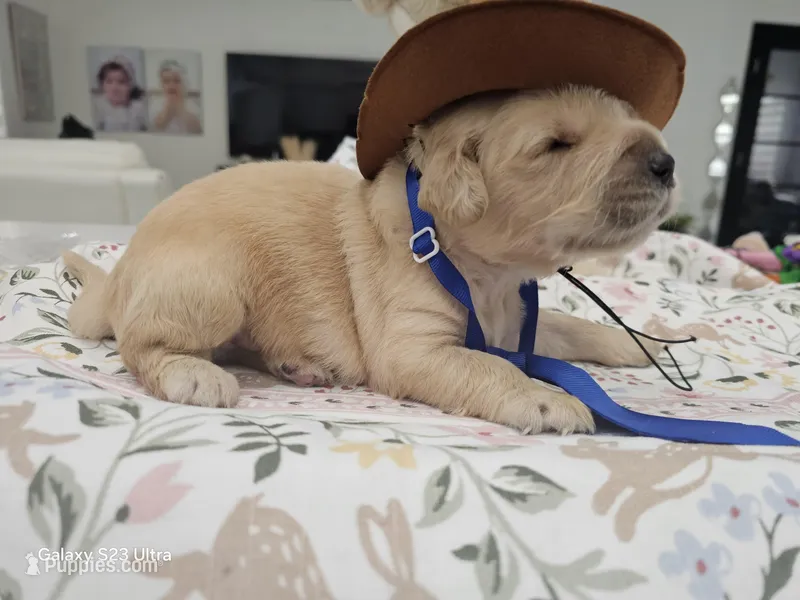 Dark Blue boy  – Golden Retriever puppy for sale in Orlando, FL