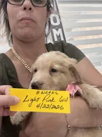 Light Pink girl , a female Golden Retriever for sale in Orlando, FL – Photo 2 of 4