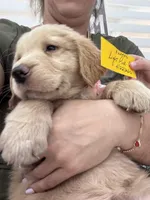 Light Pink girl , a female Golden Retriever for sale in Orlando, FL – Photo 4 of 4