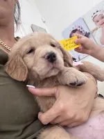 Light Pink girl , a female Golden Retriever for sale in Orlando, FL – Photo 3 of 4
