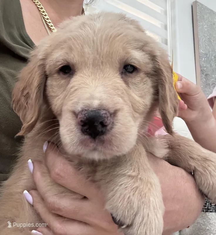 Light Pink girl  – Golden Retriever puppy for sale in Orlando, FL