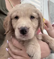 Light Pink girl , a female Golden Retriever for sale in Orlando, FL – Photo 1 of 4