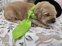 Light green boy , a male Golden Retriever for sale in Orlando, FL – Photo 1 of 3