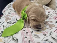 Light green boy , a male Golden Retriever for sale in Orlando, FL – Photo 3 of 3