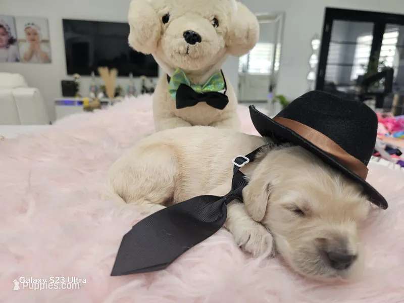 Black boy  – Golden Retriever puppy for sale in Orlando, FL