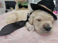 Black boy , a male Golden Retriever for sale in Orlando, FL – Photo 2 of 3