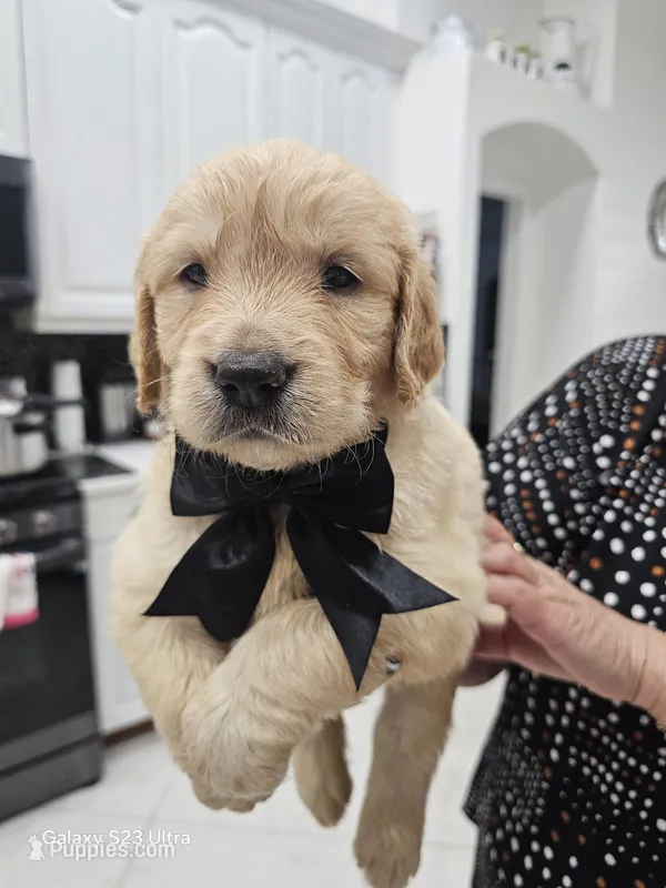 Black boy  – Golden Retriever puppy for sale in Orlando, FL