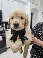 Black boy , a male Golden Retriever for sale in Orlando, FL – Photo 1 of 5