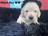 Black boy , a male Golden Retriever for sale in Orlando, FL – Photo 3 of 5