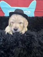 Black boy , a male Golden Retriever for sale in Orlando, FL – Photo 5 of 5