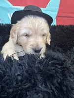 Black boy , a male Golden Retriever for sale in Orlando, FL – Photo 4 of 5