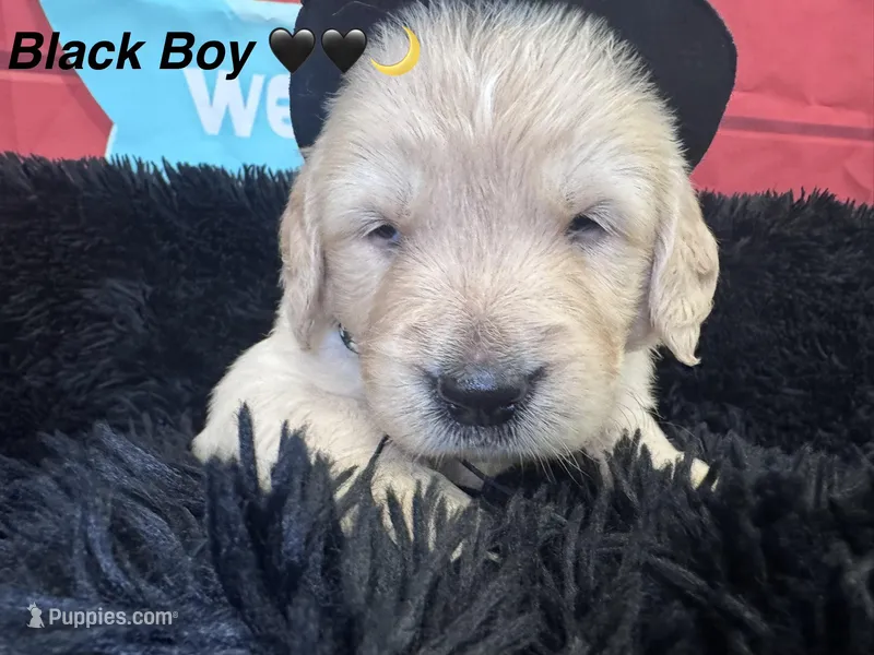 Black boy  – Golden Retriever puppy for sale in Orlando, FL