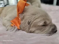 Orange girl , a female Golden Retriever for sale in Orlando, FL – Photo 2 of 5