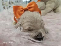 Orange girl , a female Golden Retriever for sale in Orlando, FL – Photo 3 of 5