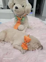 Orange girl , a female Golden Retriever for sale in Orlando, FL – Photo 5 of 5