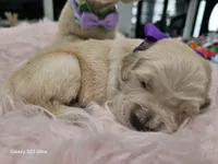 Purple girl , a female Golden Retriever for sale in Orlando, FL – Photo 4 of 4