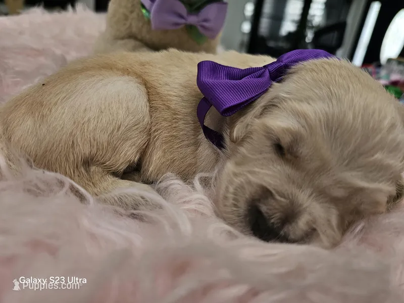 Purple girl  – Golden Retriever puppy for sale in Orlando, FL