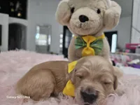 Yellow moon , a female Golden Retriever for sale in Orlando, FL – Photo 2 of 4