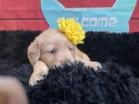 Yellow moon , a female Golden Retriever for sale in Orlando, FL – Photo 5 of 7