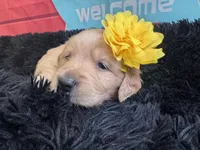 Yellow moon , a female Golden Retriever for sale in Orlando, FL – Photo 6 of 7