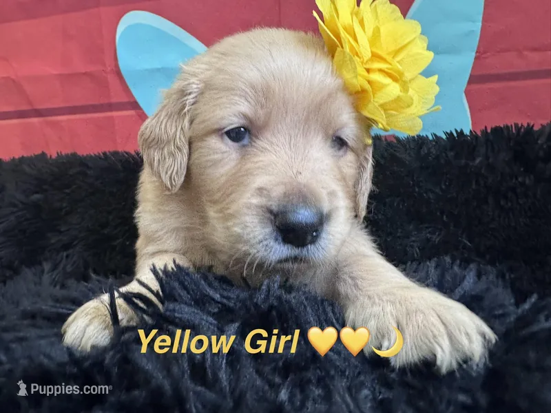 Yellow moon  – Golden Retriever puppy for sale in Orlando, FL