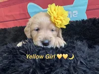 Yellow moon , a female Golden Retriever for sale in Orlando, FL – Photo 3 of 7