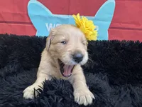 Yellow moon , a female Golden Retriever for sale in Orlando, FL – Photo 7 of 7