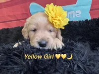 Yellow moon , a female Golden Retriever for sale in Orlando, FL – Photo 4 of 7