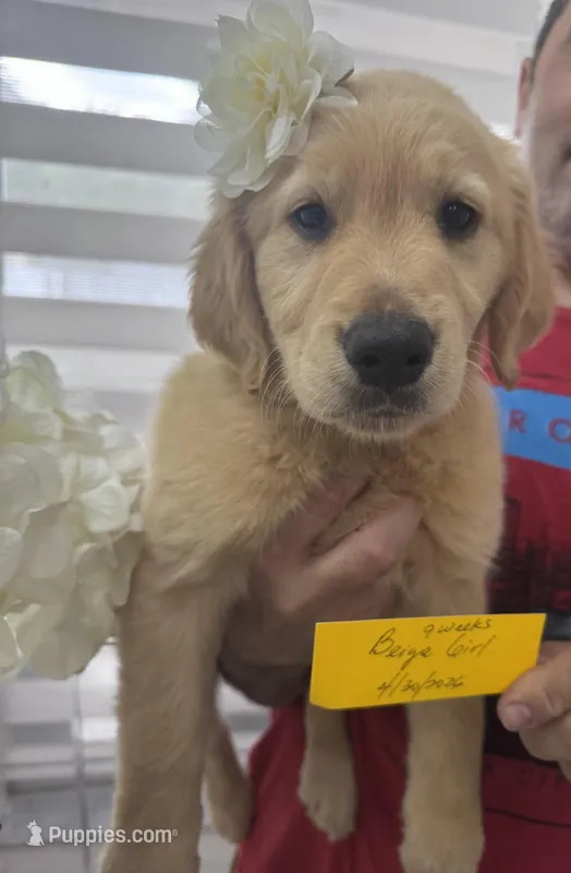 Beige Girl  – Golden Retriever puppy for sale in Orlando, FL