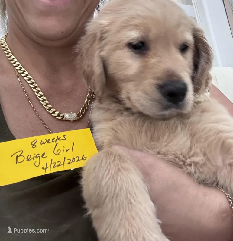 Beige Girl  – Golden Retriever puppy for sale in Orlando, FL