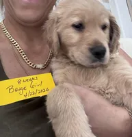 Beige Girl , a female Golden Retriever for sale in Orlando, FL – Photo 1 of 3
