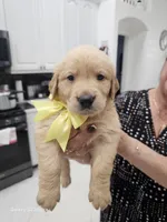 Yellow moon , a female Golden Retriever for sale in Orlando, FL – Photo 1 of 7
