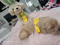 Yellow moon , a female Golden Retriever for sale in Orlando, FL – Photo 3 of 4