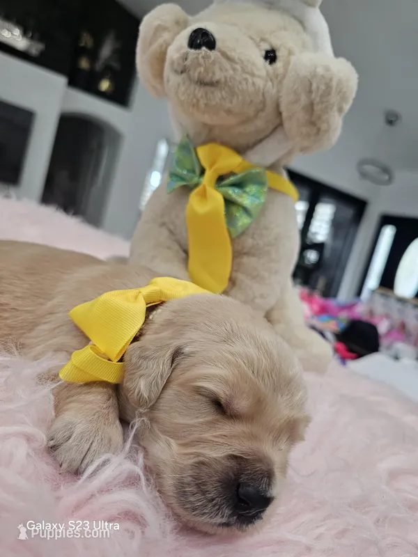 Yellow moon  – Golden Retriever puppy for sale in Orlando, FL
