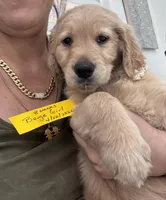 Beige Girl , a female Golden Retriever for sale in Orlando, FL – Photo 3 of 3