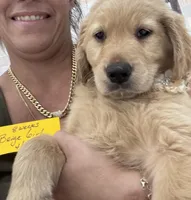 Beige Girl , a female Golden Retriever for sale in Orlando, FL – Photo 2 of 3